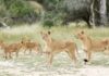 14 lions On The Loose In South Africa